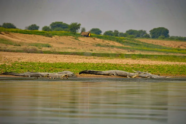 Around Gwalior