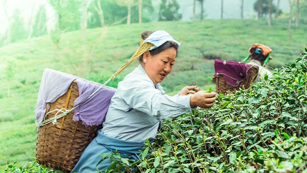 Darjeeling tea estate