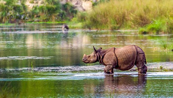 Kaziranga rhino