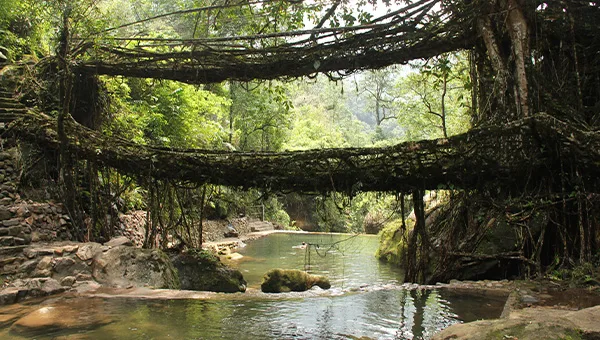 Meghalaya root bridge