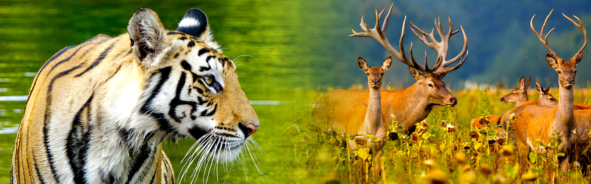 Golden Triangle Tour with Ranthambhore