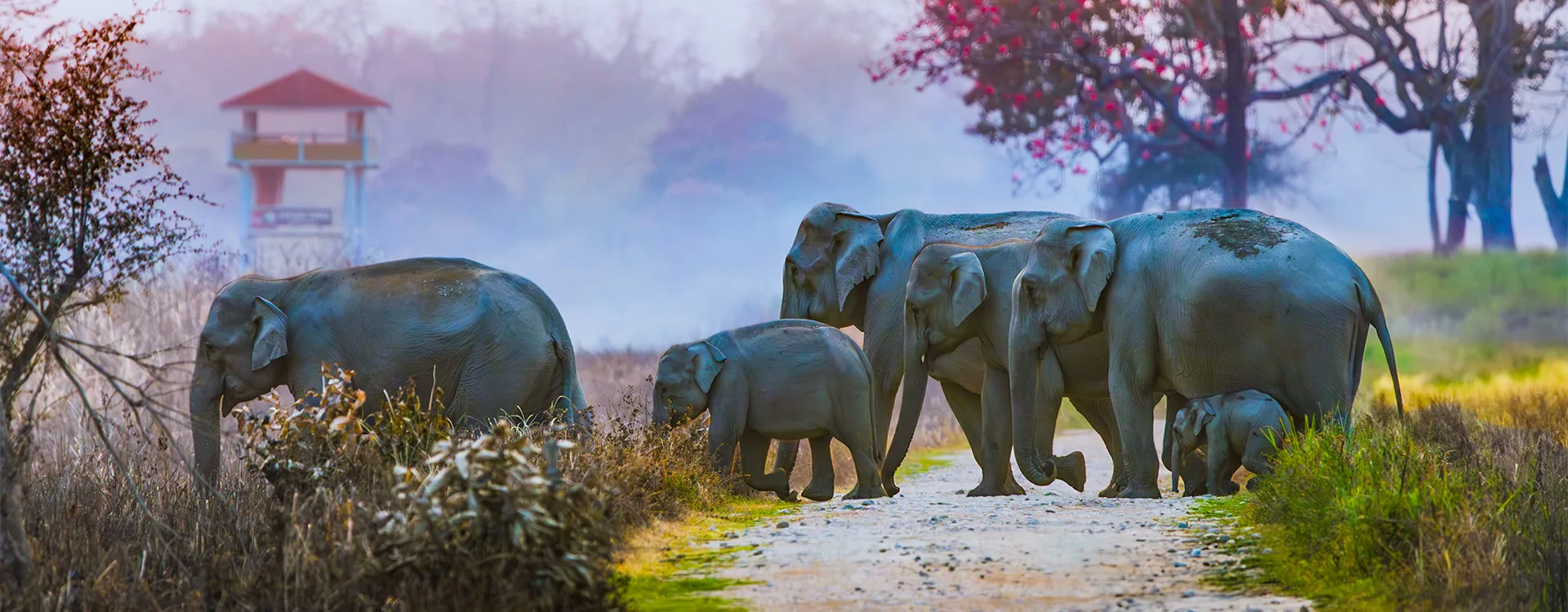 Golden Triangle Tour with Corbett