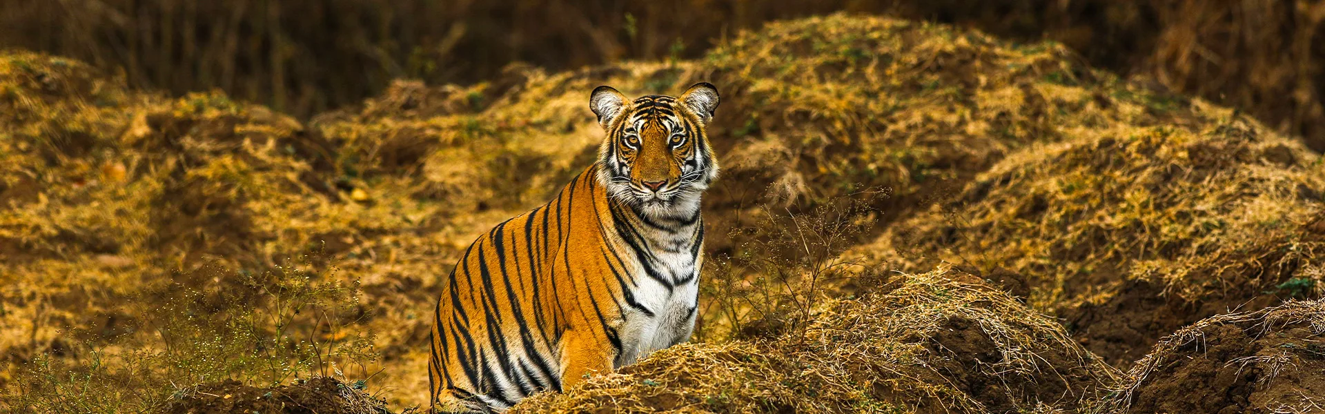 Ranthambore