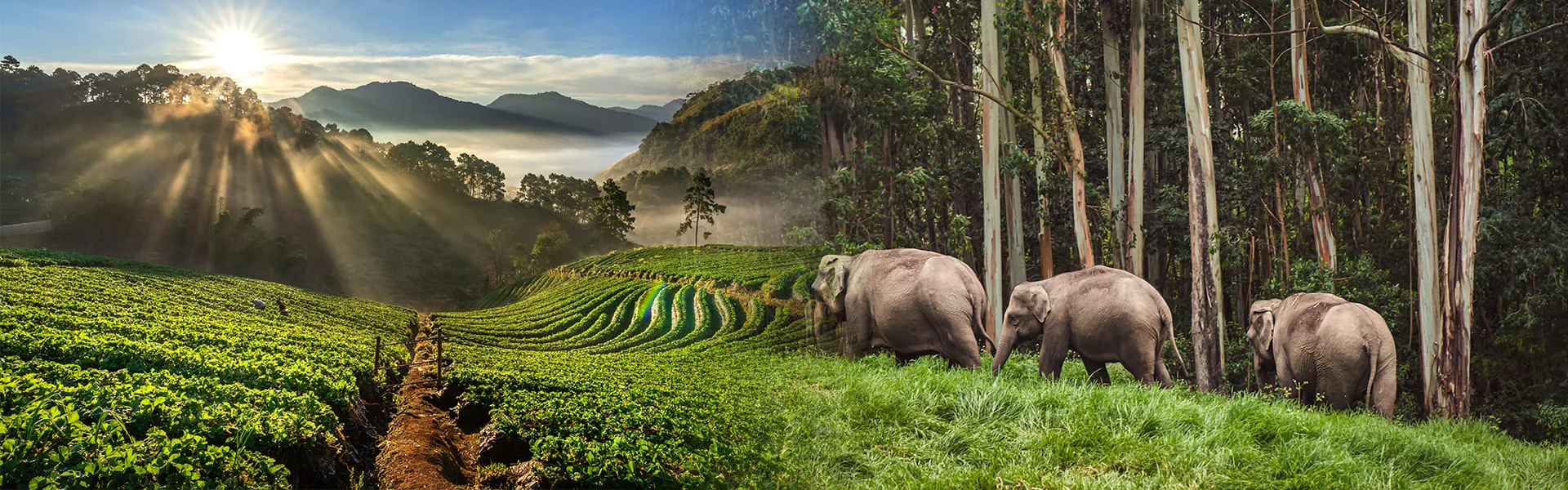 Kerala Hills, Wildlife & Backwaters