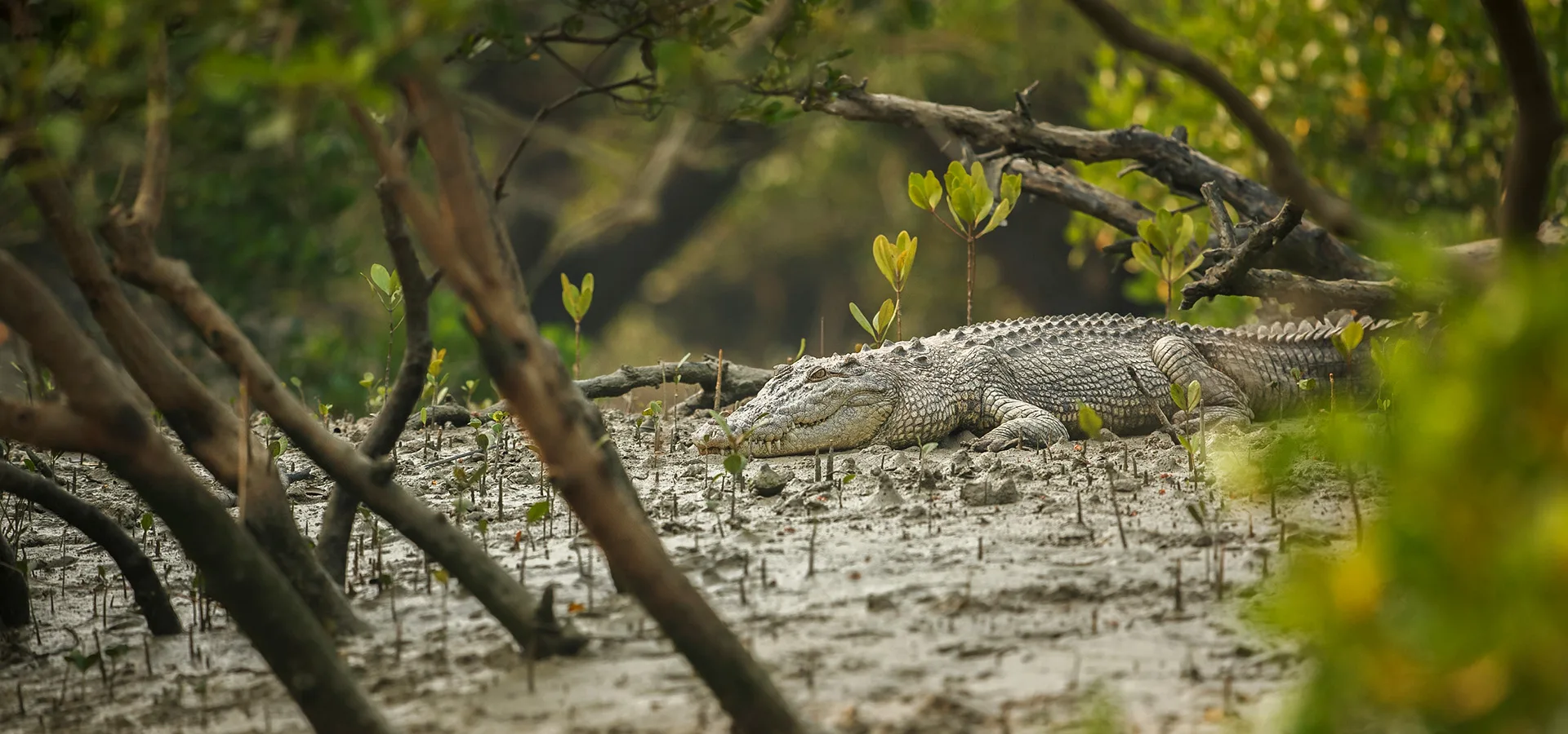 Bhitarkanika & Chandipur