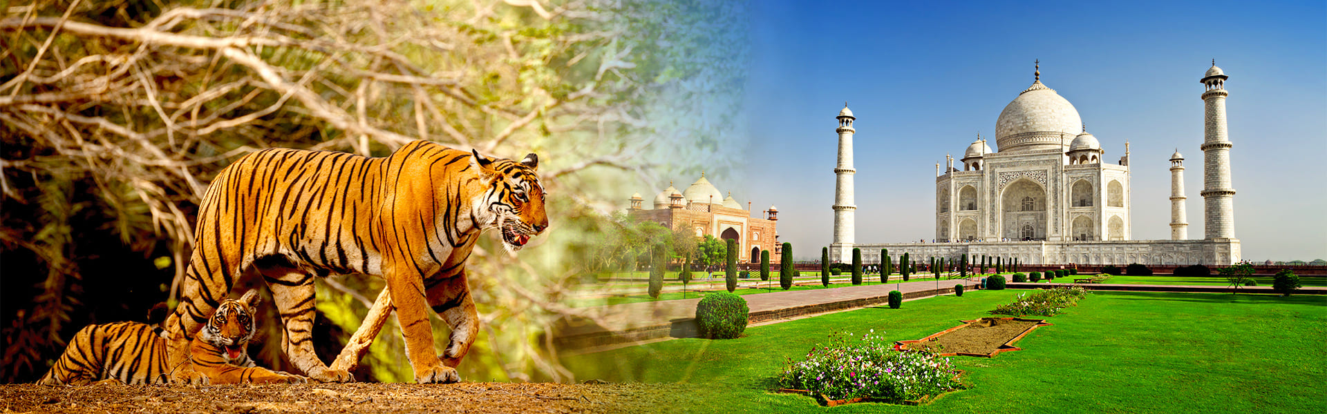 Taj and Tiger Tour 9 Days