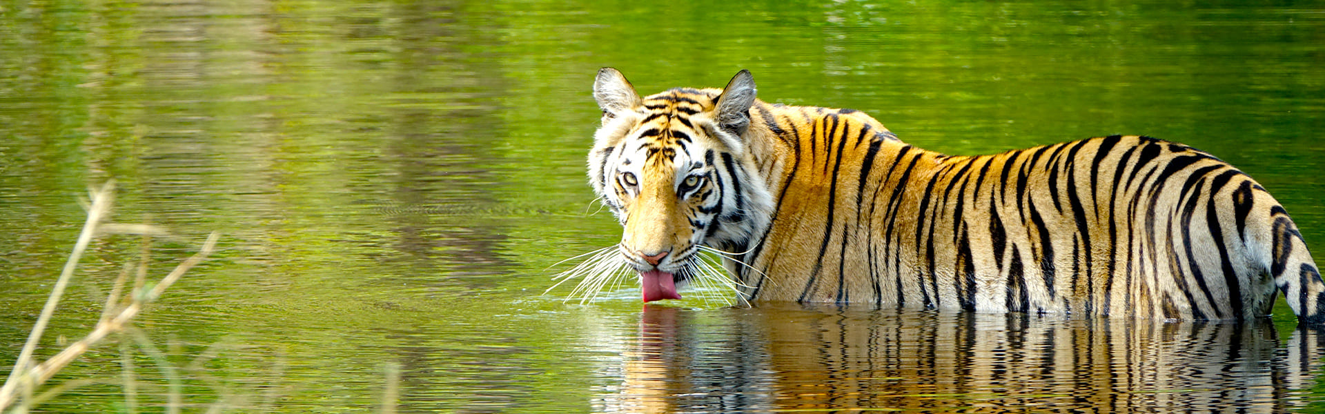 Wildlife tour of Rajasthan