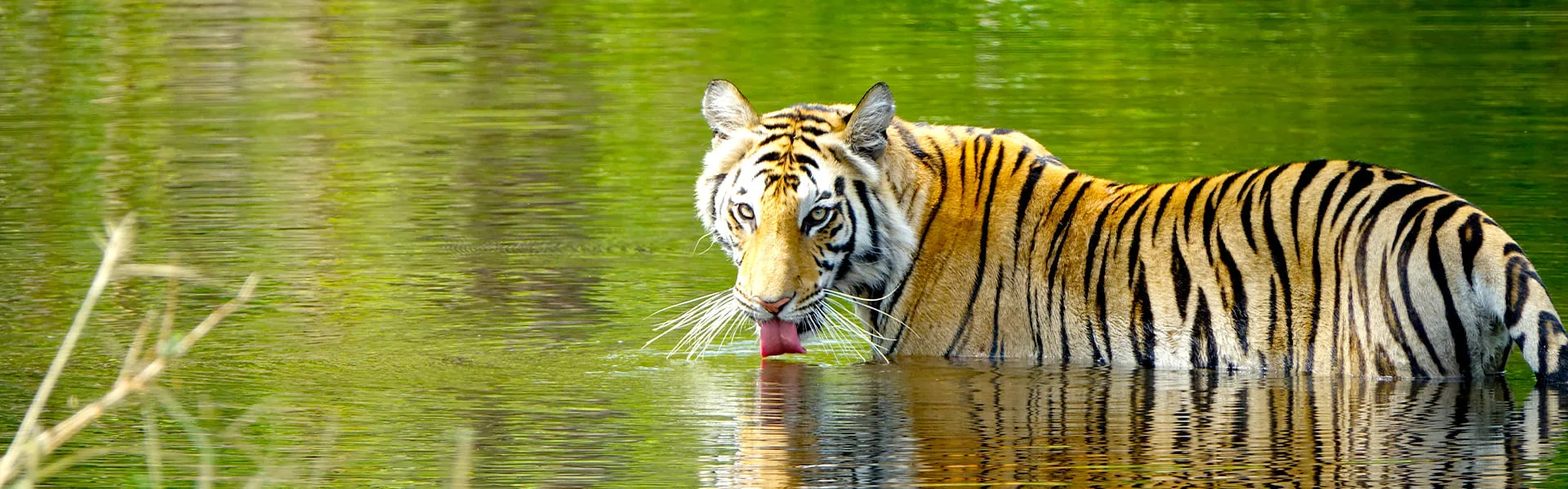 Rajasthan Wildlife Safari