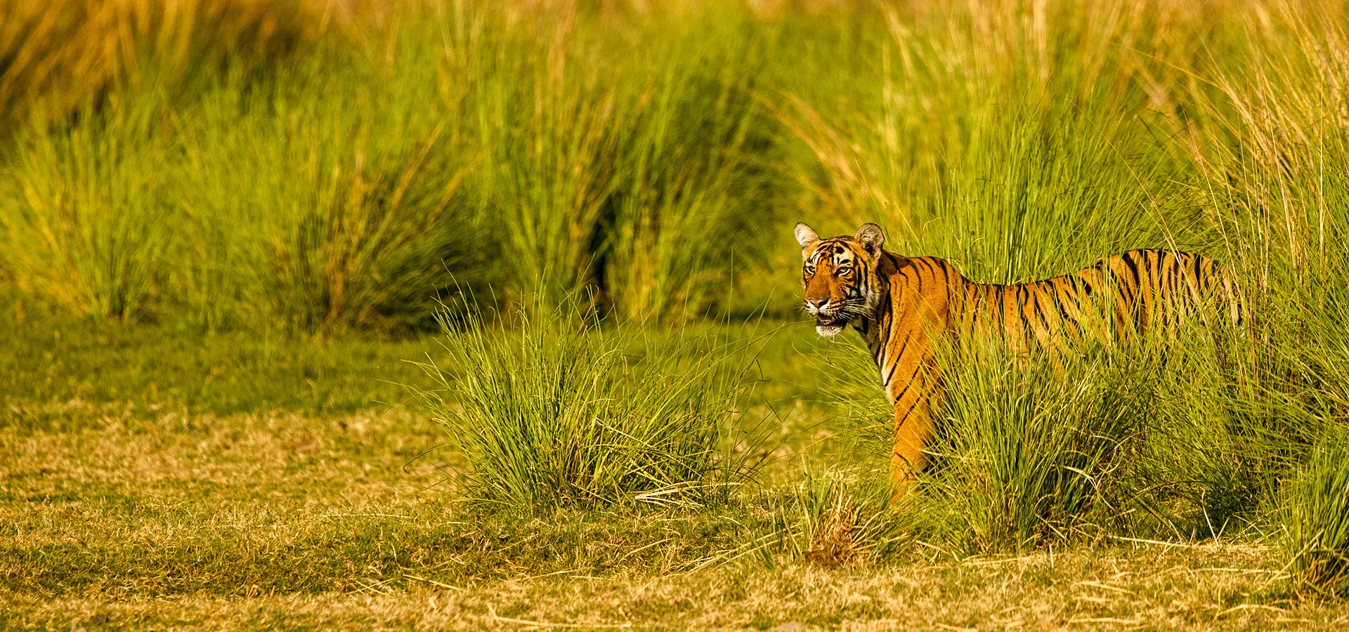 Wildlife & Nature