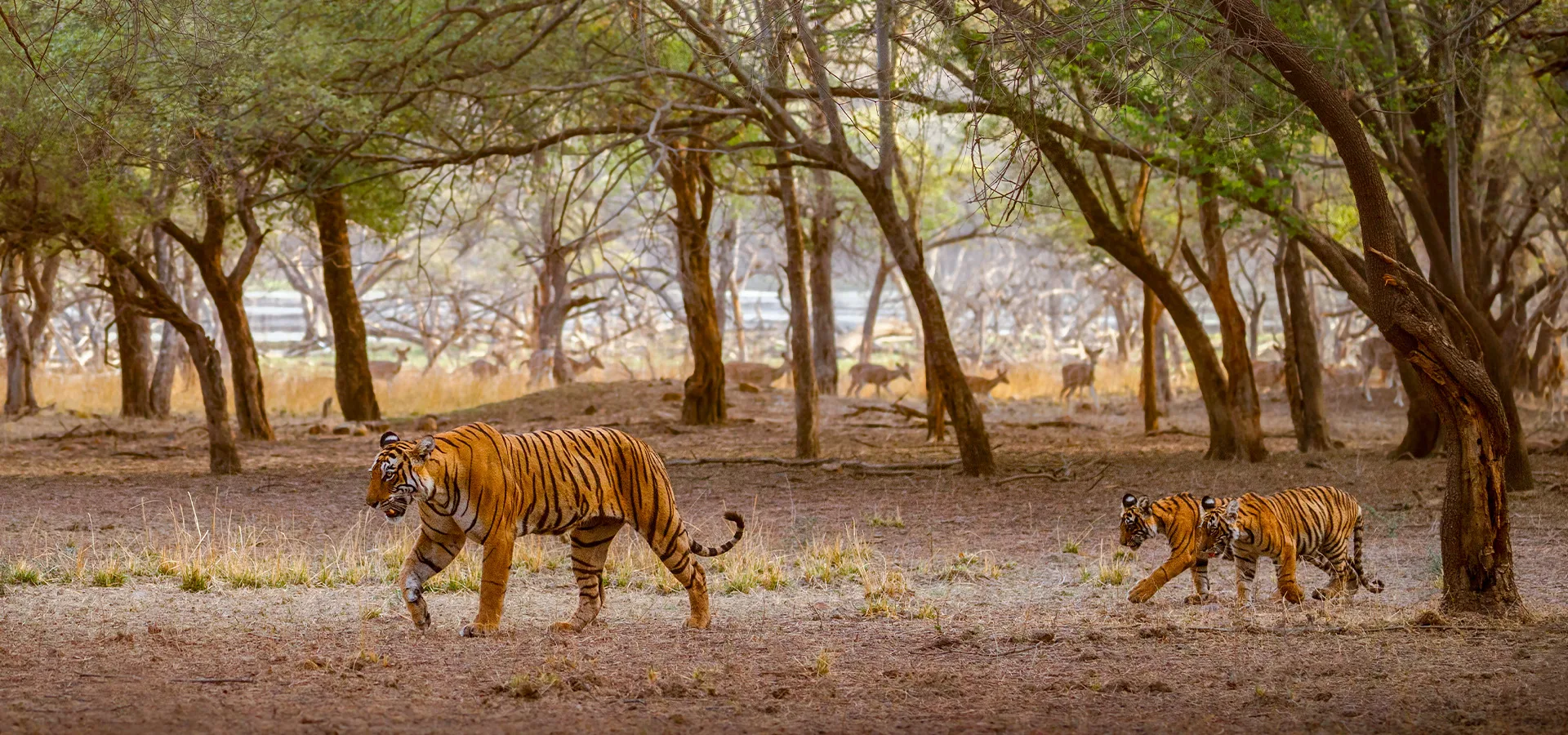 Bandhavgarh & Kanha
