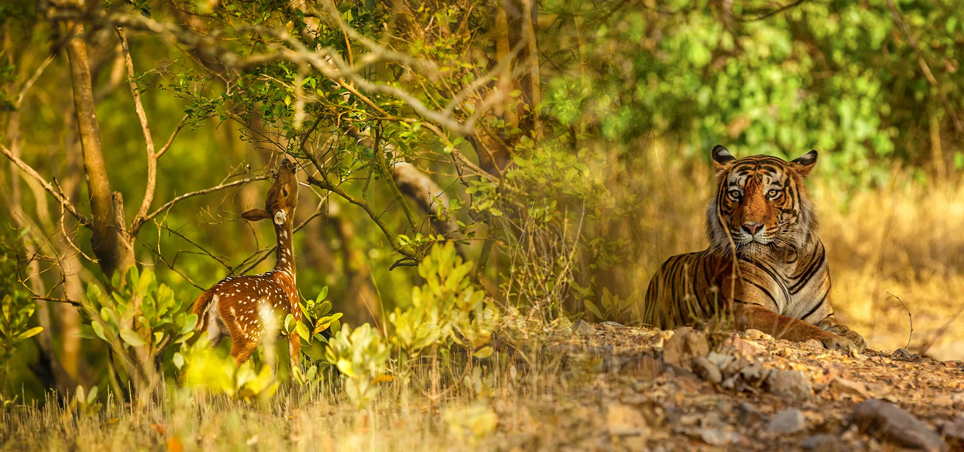 Wildlife & Nature